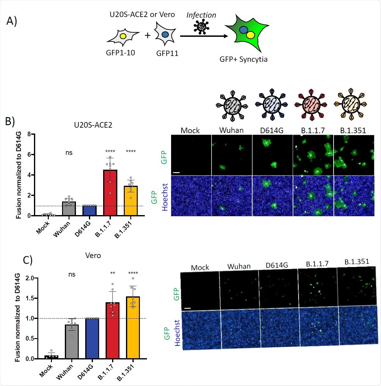 SARS-CoV-2 variant infection increases formation of syncytia in U2OS-ACE2 and Vero GFP-split cells. (A) U2OS-ACE2 or Vero cells expressing either GFP 1-10 or GFP 11 (1:1 ratio) were infected 24h after plating and imaged 20h (U2OS-ACE2) or 48h (Vero) post-infection. (B) Left Panel: Fusion was quantified by GFP area/ number of nuclei and normalized to D614G for U2OS-ACE2 20h post infection at MOI 0.001. Right Panel: Representative images of U2OS-ACE2 20h post infection, GFP-Split (Green) and Hoechst (Blue). Top and bottom are the same images with and without Hoechst channel. (C) Left Panel: Quantified fusion of Vero cells infected at MOI 0.01. Right Panel: Representative images of Vero cells 48h post infection, GFP-Split (Green) and Hoechst (Blue). Scale bars: 200 µm. Data are mean ± SD of 8 independent experiments. Statistical analysis: One-way ANOVA compared to D614G reference, ns: non-significant, *P < 0. 05, **P < 0.01, ***P < 0.001, ****P < 0.0001.