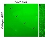 The Difference Between the Oris Cell Migration Assay and the Scratch Assay