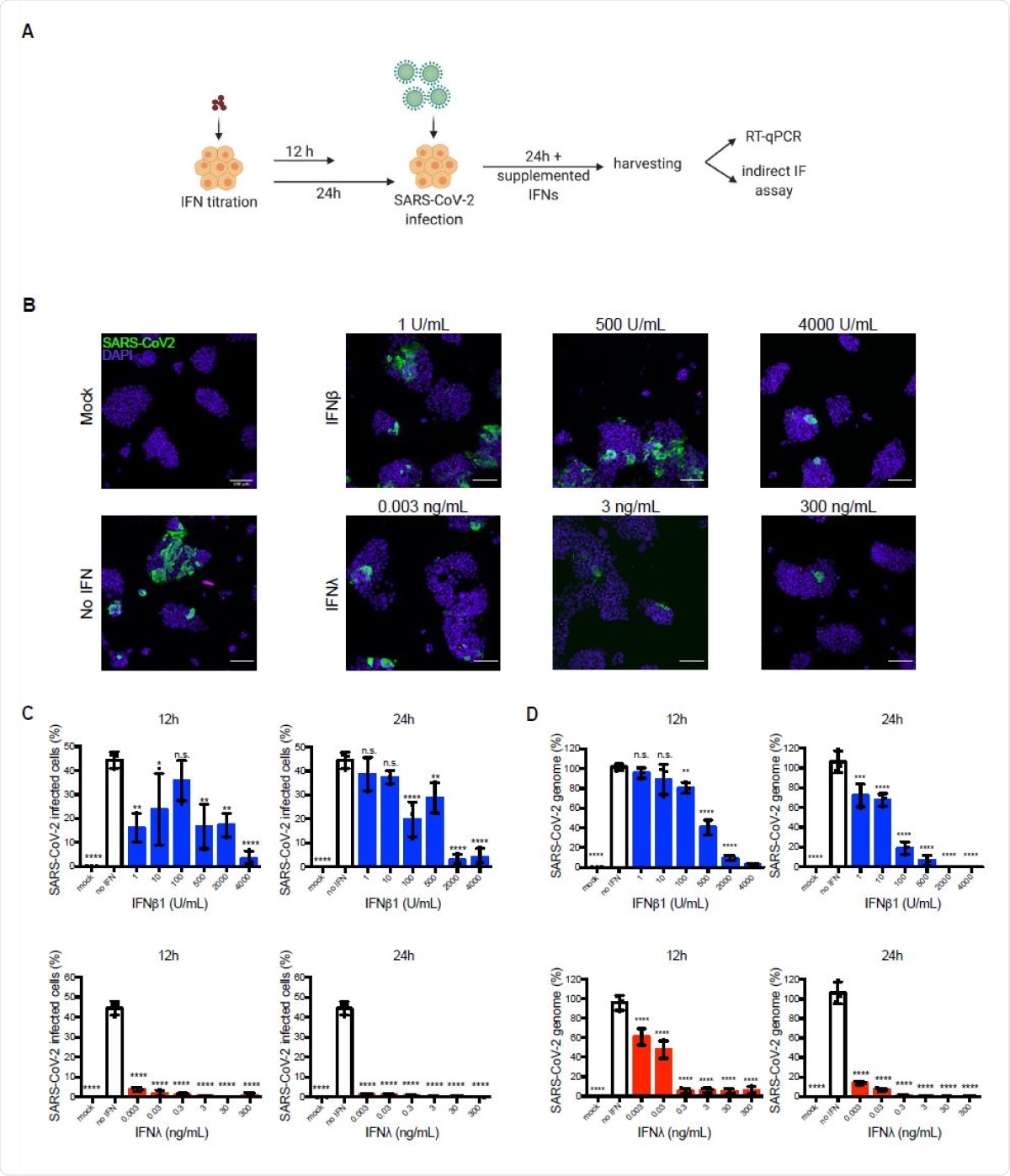 Exogenously added type I and III IFNs inhibit SARS-CoV-2 infection of hIECs in a concentration dependent manner. (A-D) WT T84 cells were mock-treated or pretreated with increasing concentration of type I (IFNβ1) and type III (IFNλ1/2/3) IFNs for 12 h and 24 h prior to infection. Cells were infected with SARS-CoV-2 using a MOI of 0.04. 24 hpi, cells were harvested to assay virus infection and replication. (A) Schematic of infection conditions. (B) Cells were fixed and indirect immunofluorescence was performed against the viral nucleocapsid (green). Nuclei were stained with DAPI (blue). Representative images are shown. Scale