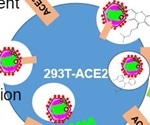 Researchers identify kite-shaped molecules that block SARS-CoV-2 cell entry after attachment