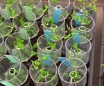 Pattern Formation and Cell Fate in Plant Development