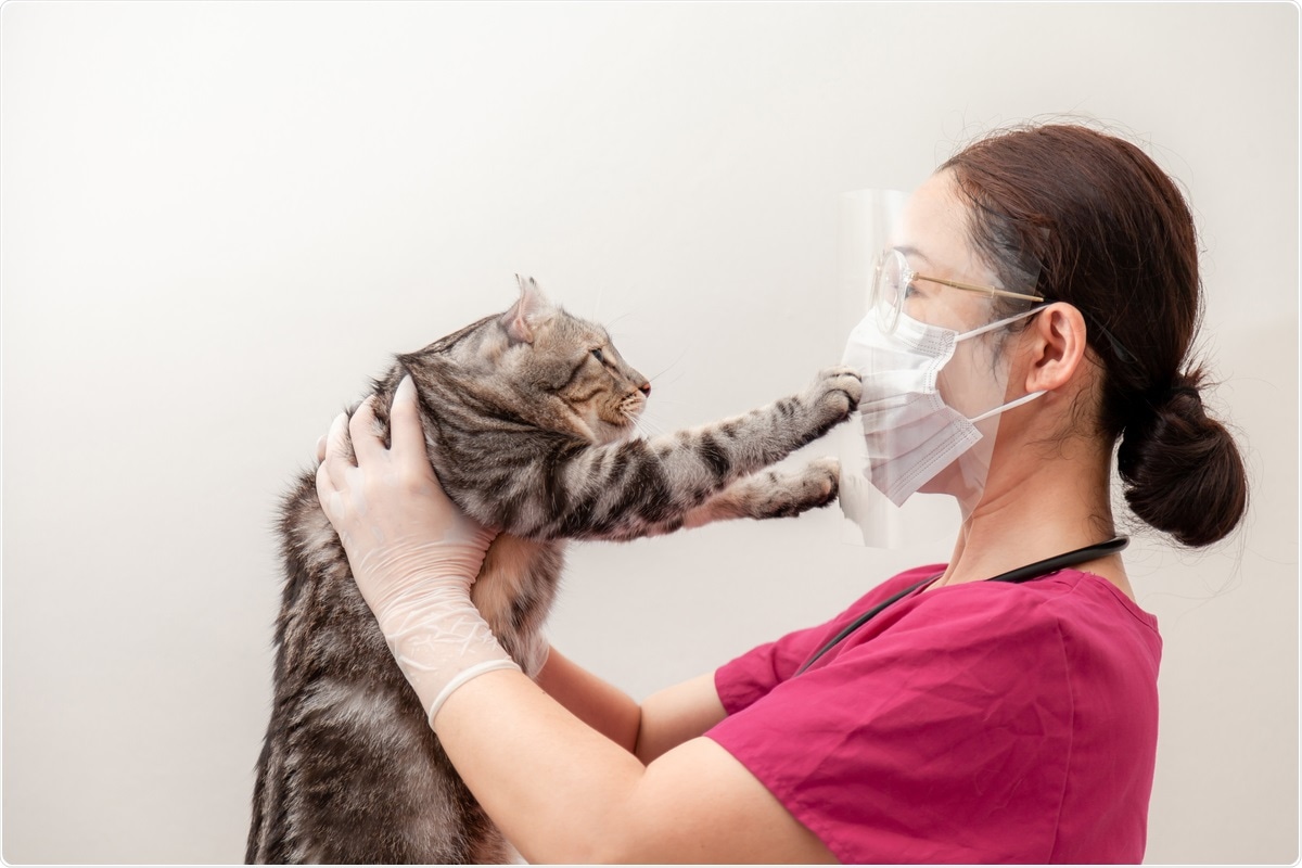 Study: Evidence of neutralizing antibodies against SARS-CoV-2 in domestic cats living with owners with a history of COVID-19 in Lima, Peru. Image Credit: Nitiphonphat / Shutterstock