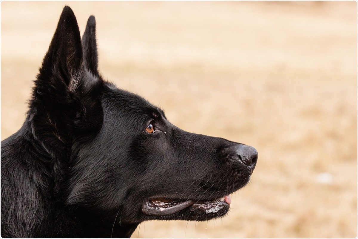 Study: COVID-19 Sniffer Dog experimental training: which protocol and which implications for reliable identification? Image Credit: Jarry / Shutterstock