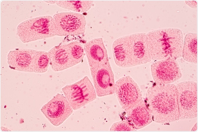 cell cycle