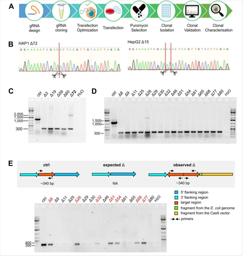 Validation of the deletion in HAP1 and HepG2.  (A) Schematic illustration of the workflow for obtaining deletion clones derived from single cells.  (B) The chromatograms confirm the deletions in the HAP1 Î”72 and HepG2 Î”15 clone.  DSB sites induced by CRISPR / Cas9 are represented by red lines and scissors.  (CE) Agarose gels confirm the size of the PCR products obtained to validate the deletion events (320 bp) using primers hybridizing to the flanking regions of the target sites (Fig. 1B) in the HAP1 clones (C) and HepG2 (DE).  Additional primers to distinguish unmodified control, expected and observed deletion events are used (E).  The marker bands specify the size of the DNA in bp.  In C, the HAP1 clone with duplicated target regions is in bold.  In D, the HepG2 deletion clone is not shown here but in Figure 1C.  In E, deletion clones confirmed in D with a reinserted target region (340 bp) are indicated in red.