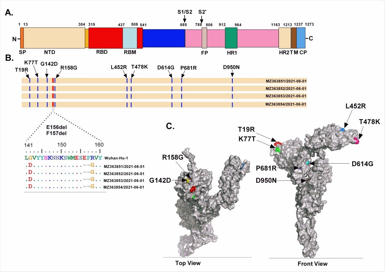 (A) shows schematic representation of functional domains of the spike (S) protein for SARS-CoV2 Wuhan-Hu-1; (B) A comparison of amino acid changes detected in the S protein of SARS-CoV-2 in Asiatic lions with respect to Wuhan-Hu-1 reference sequence (EPI_ISL_402124); (C) Mapping of amino acid substitutions noted in Asiatic lion SARS-CoV-2 (GenBank accession no. MZ363851) on to the structural model of S protein, build using I-TASSER (Iterative Threading ASSEmbly Refinement) on a template (PDB: 6acc) (Yang et al., 2015).