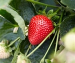 Strawberries could improve cardiometabolic risk factors in at-risk adults