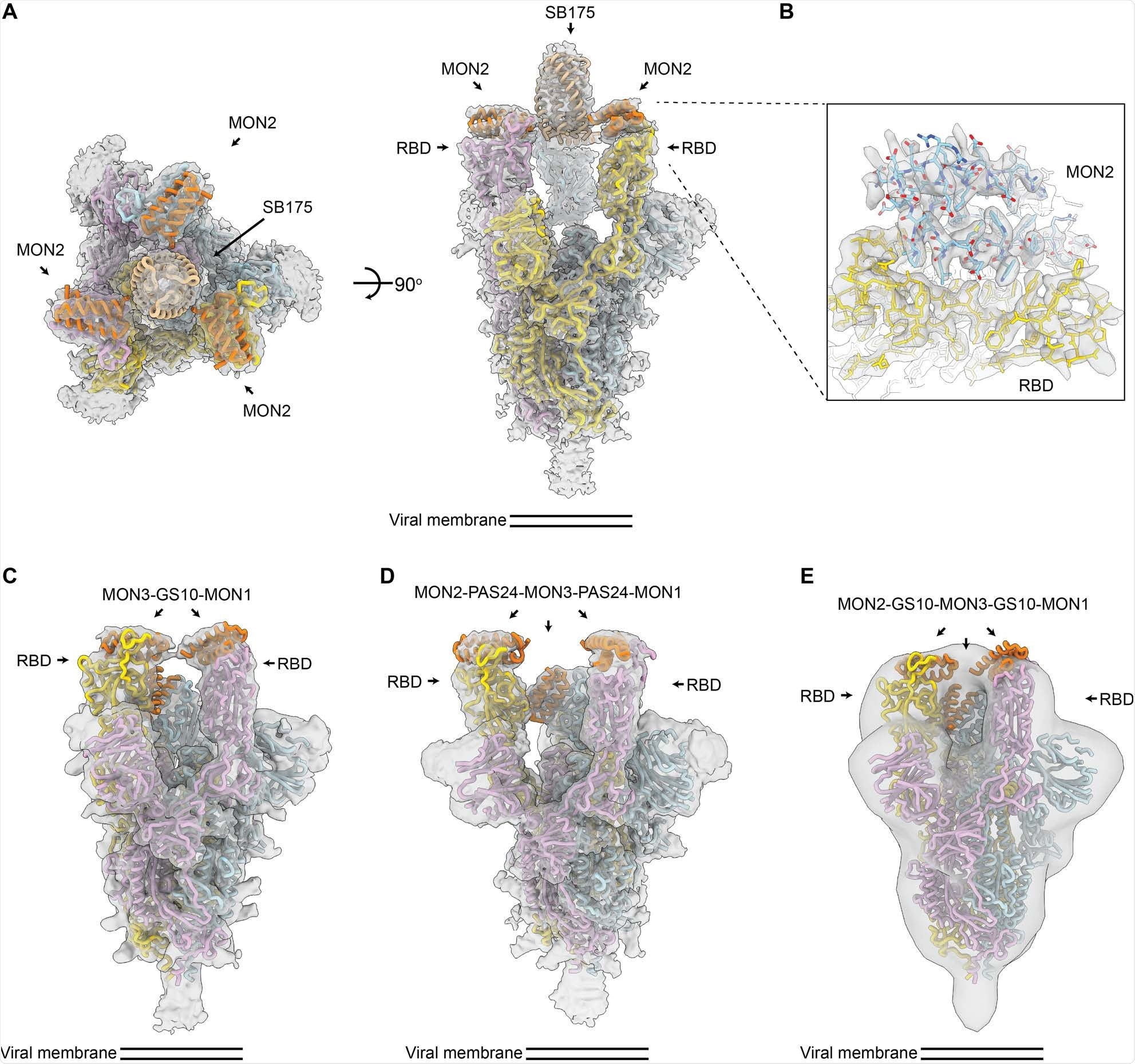 CryoEM structures of multivalent minibinders in complex with the SARS-CoV-2 S6P glycoprotein. (A) CryoEM map of TRI2-2 in complex with the S6P in two orthogonal orientations. (B) Zoomed-in view of the TRI2-2 and S6P complex interface obtained using local refinement of the RBD and TRI2-2. The RBD and MON2 built at 2.9 Å resolution are shown in yellow and blue, respectively. (C) CryoEM map of FUS31-G10 in complex with two RBDs. (D) CryoEM map of FUS231-P24 in complex with three RBDs. (E) Negative-stain EM map of FUS231-G10 in complex with S6P. The S trimer and minibinder models are placed in the whole map by rigid body fitting. EM density is shown as a transparent gray surface with a fitted atomic model. Spike protomers (PDB 7JZL) are shown in yellow, blue, and pink. Minibinders (PDB 7JZU, 7JZM, and MON2 atomic structure in this study) are shown in orange.