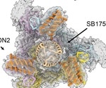 Accelerating the design of minibinder therapeutics resilient to SARS-CoV-2 mutations