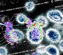Scientists identify natural SARS-CoV-2 super immunity against 23 variants