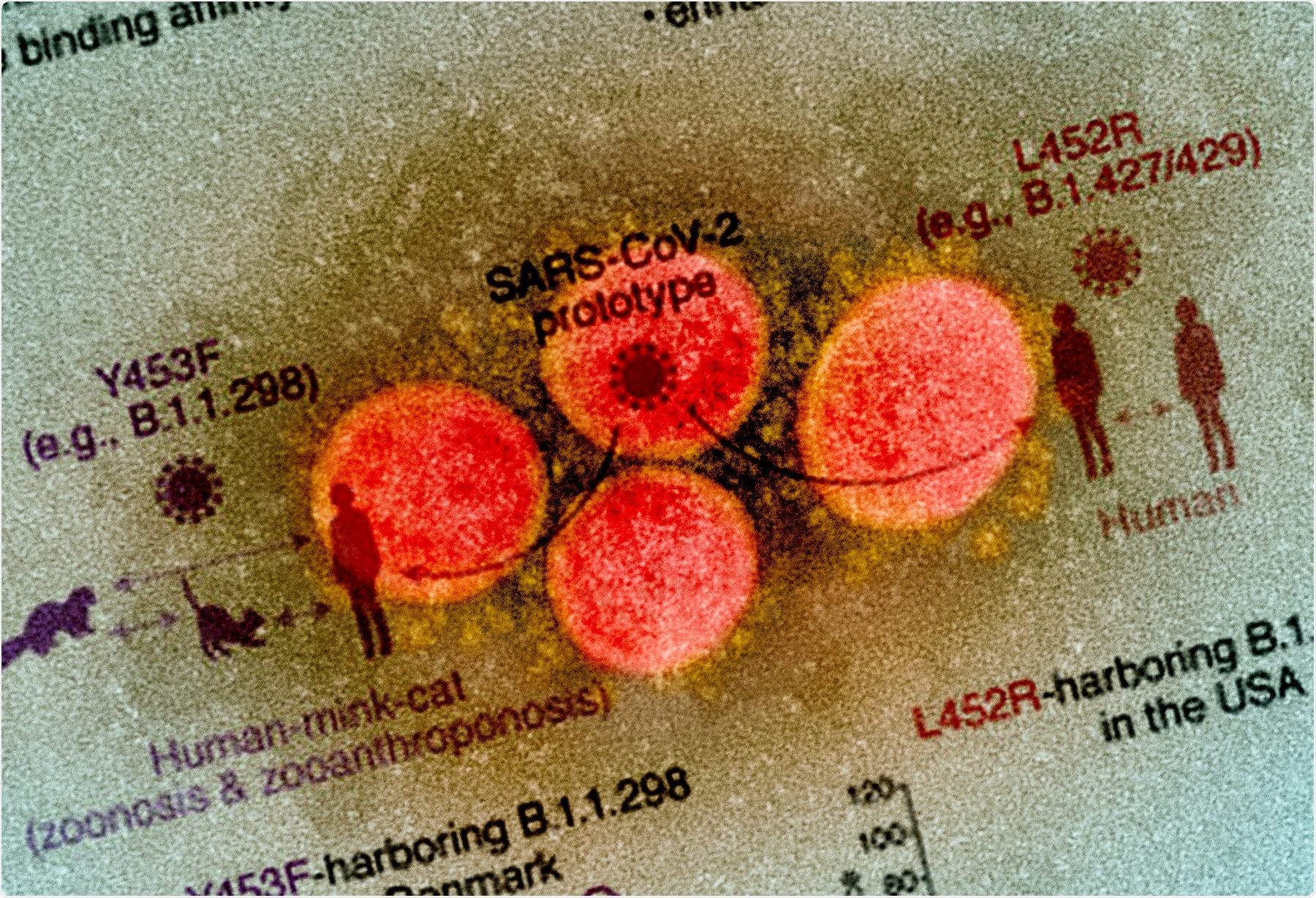 Study: SARS-CoV-2 spike L452R variant evades cellular immunity and increases infectivity. Image Credit: NIAID / Cell Press