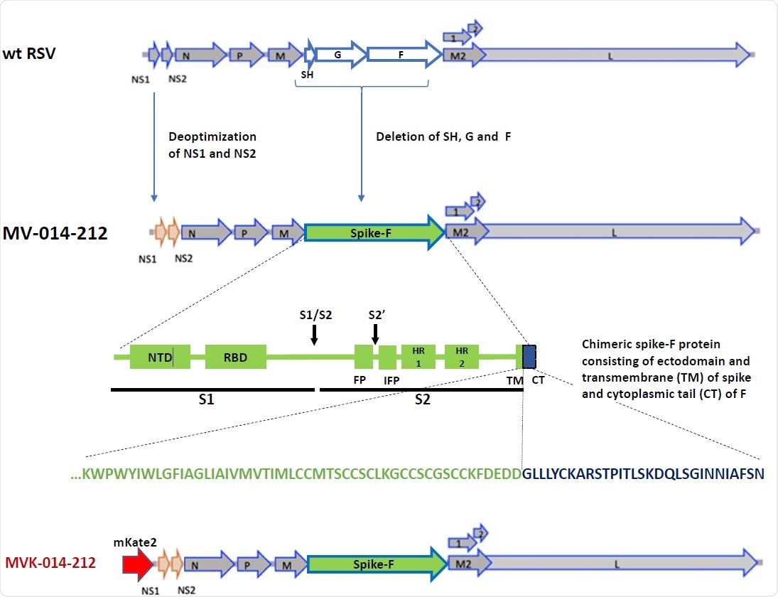 Design of MV-014-212. In MV-014-212, the NS1 and NS2 genes are deoptimized and the RSV SH, G and F genes are deleted and replaced by a gene encoding a chimeric protein spike-F. The amino acid sequence at the junction is shown below the block graphic. The transmembrane domain of spike is represented in green, and the cytoplasmic tail of F is depicted in blue. The reporter virus MVK-014-212, encoding the fluorescent protein mKate2 in the first gene position, is schematically shown at the bottom or the panel. NTD: N-terminal domain. RBD: Receptor binding domain. S1: subunit S1. S2: Subunit S2. S1/S2 and S2’: protease cleavage sites. FP: fusion peptide. IFP: Internal fusion peptide. HR1 and 2: heptad repeats 1 and 2. TM: transmembrane domain. CT: cytoplasmic tail.