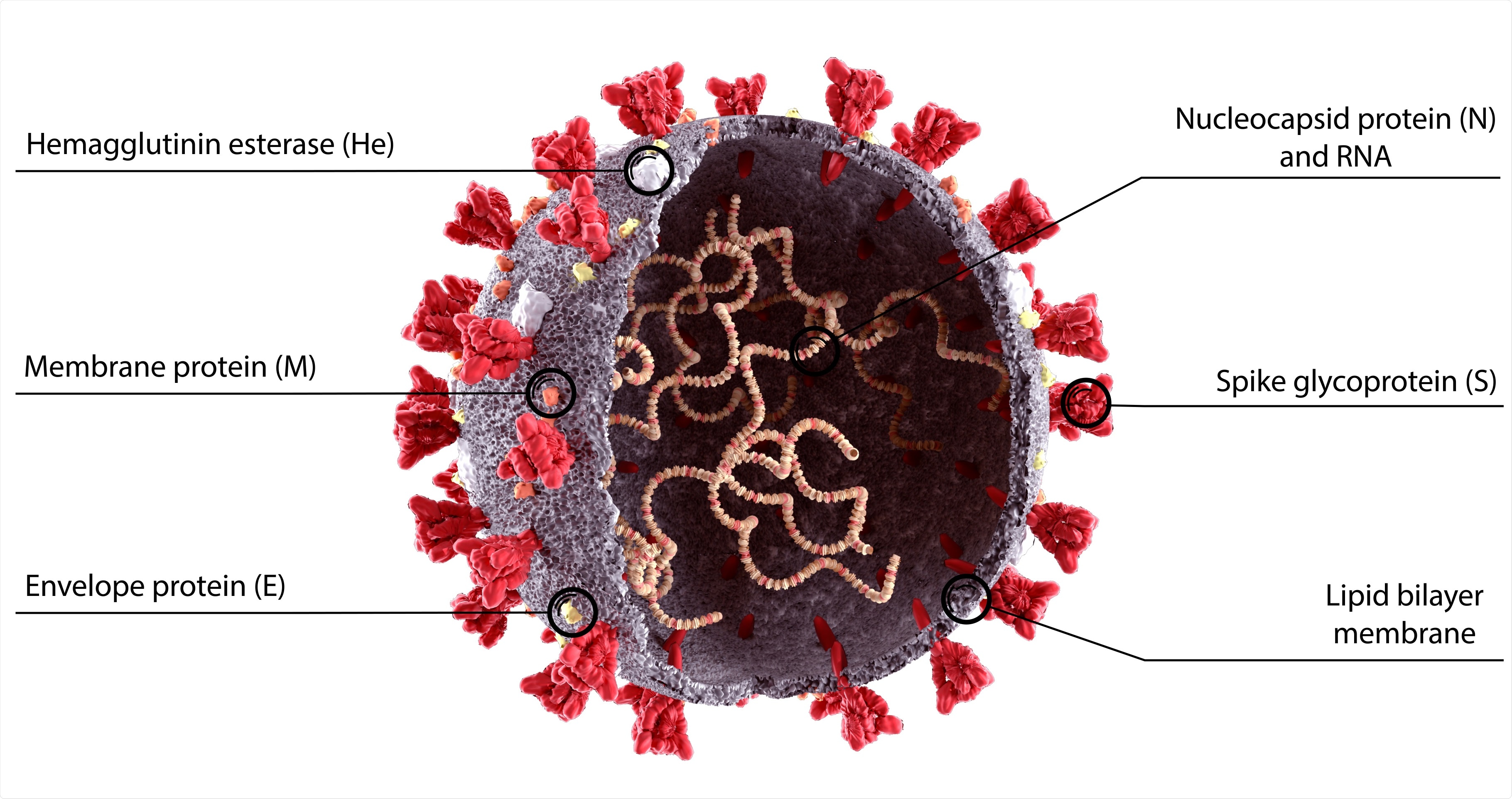 Severe acute respiratory syndrome coronavirus 2 (SARS-CoV-2) ilustration. Image Credit: Orpheus FX / Shutterstock