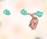 Researchers discover camelid-derived two nanobodies that target SARS-CoV-2