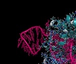A new study reveals unintended CRISPR/Cas9 editing events