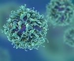 Exhausted T cells linked to increased risk of COVID-19 mortality