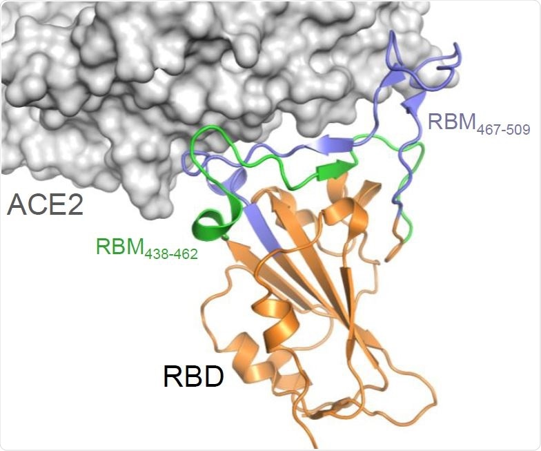 Construction and production of OMVs carrying SARS-CoV-2 RBM antigens (A) Topology of the interaction between SARS-CoV-2 RBD and ACE2 with the indication of the two RBM polypeptides tested in this study.