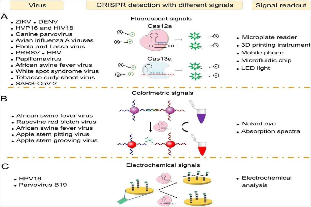 Fig. 3. Virus sensing with different signal readouts. (A) Virus sensing based on CRISPR-Cas12a/Cas13a via fluorescent signals. (B) Virus sensing via colorimetric signals. (C) Virus sensing via electrochemical signals.