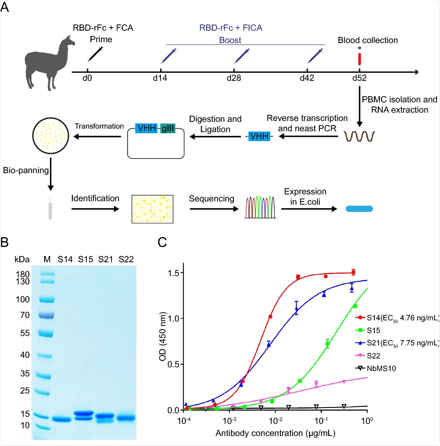 Generation and identification of SARS-CoV-RBD-specific nanobody. A Schematic illustration of the construction of SARS-CoV nanobody library and generation of SARS-CoV-RBD-specific nanobody. RBD-rFc SARS-CoV RBD with rabbit IgG-Fc tag (Sino biological), FCA Freund