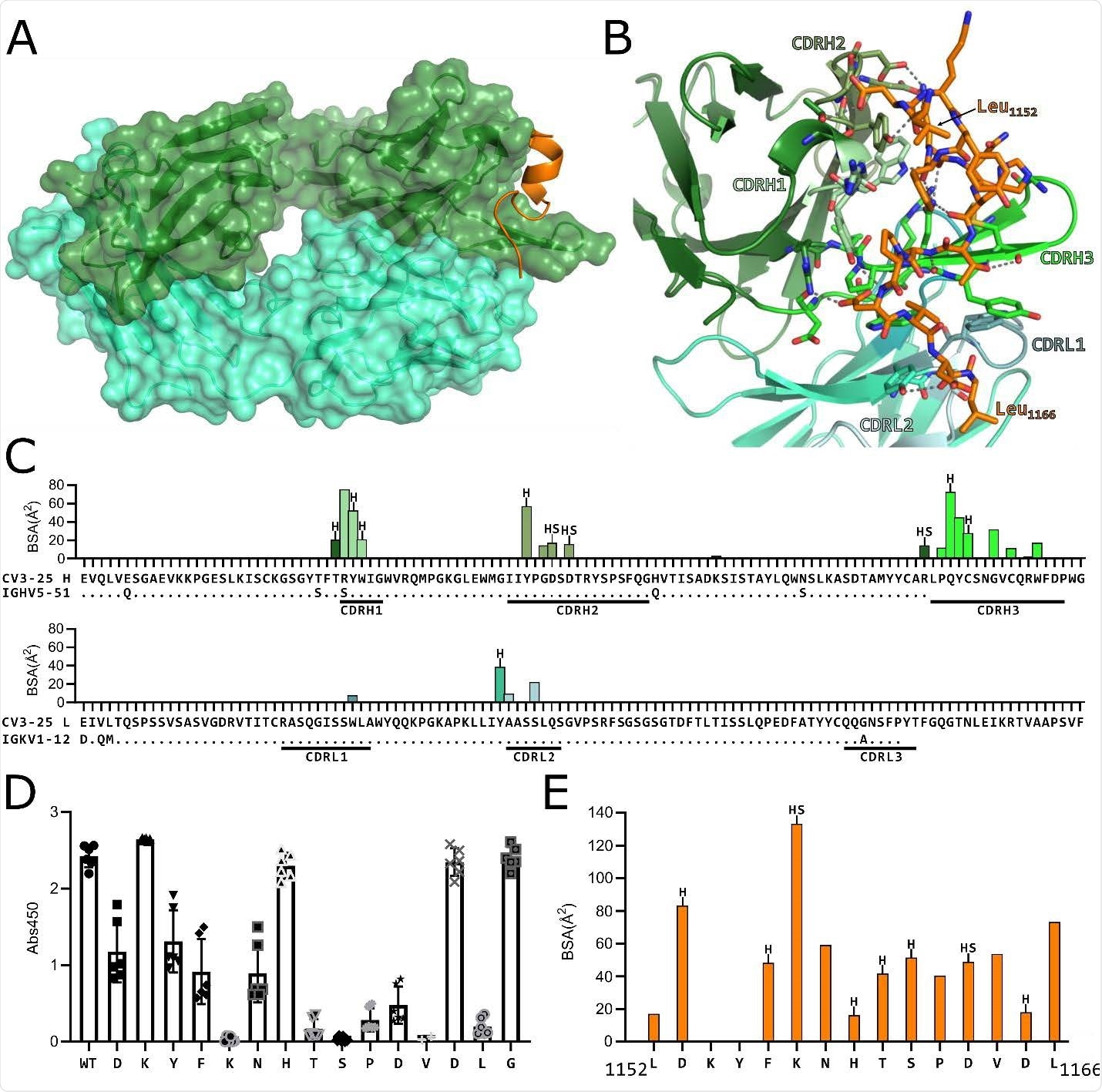 (A) Structure of CV3-25 Fab bound to stem helix peptide. CV3-25-peptide shown in ribbon structure with mAb surface representation shown in transparency. CV3- 25 heavy chain is shown in green and light chain in cyan. The peptide is shown in orange. (B) Details of the interactions between the Fab and the peptide. Complementary determining regions (CDRs) are labeled and colored as shown. Hydrogen bonds between Fab residues and the peptide are shown with dashed black lines. (C) Plots of buried surface area (BSA) of each Fab residue interacting with the peptide and a sequence alignment with the corresponding V-gene. CDRs are labelled and color coded to match the structure shown in B. Residues engaged in a hydrogen bond or salt bridge are marked with an “H” or “S”, respectively. (D) Alanine scanning plot of the stem helix region that CV3-25 binds. CV3-25 binding to linear peptides corresponding to amino acids 1153-1167 of the SARS-CoV-2 spike, where each amino acid was substituted by alanine was measured by ELISA. The absorbance at 450 nm resulting from the addition of 1.25 µg of CV3-25 is shown. Each dot represents a technical replicate from three independent experiments conducted in duplicate. Full titrations are shown in Figure S1. (E) Plot of the BSA of each stem helix peptide residue.