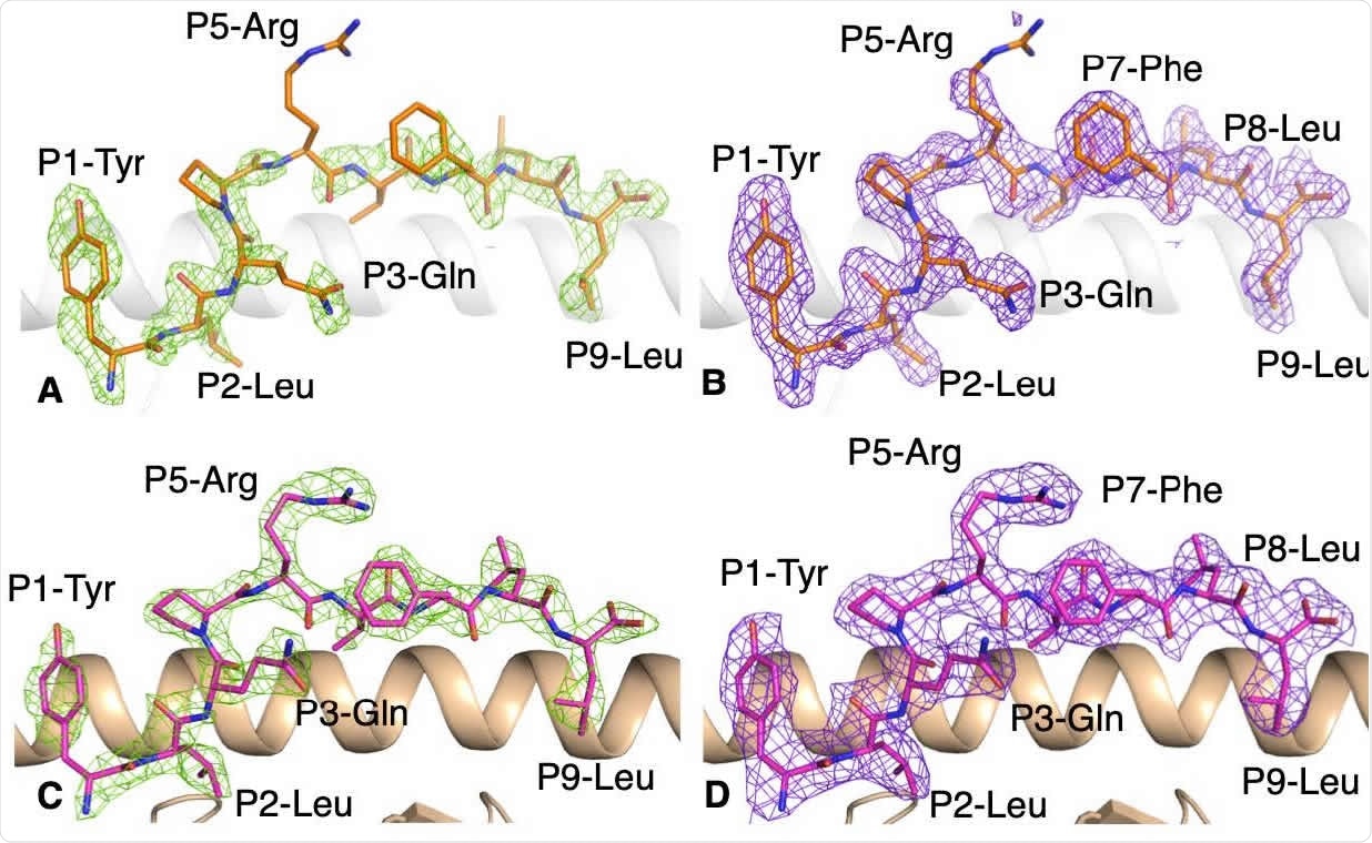 Electron density map for the YLQ peptide bound to HLA-A*02:01 without and with the YLQ-SG3 TCR. 219 (A, B) Electron density map of (A) Fo-Fc map at 3σ (green) and (B) 2Fo-Fc at 1 σ (purple) around the YLQ peptide 220 (orange stick) in complex with HLA-A*02 :01 (white cartoon). (C, D) Electron density maps of (C) Fo-Fc map at 3σ 221 (green) and (D) 2Fo-Fc at 1 σ (purple) around the YLQ peptide (pink stick) presented by the HLA-A*02:01 (beige 222 cartoon) bound to the YLQ-SG3 TCR.