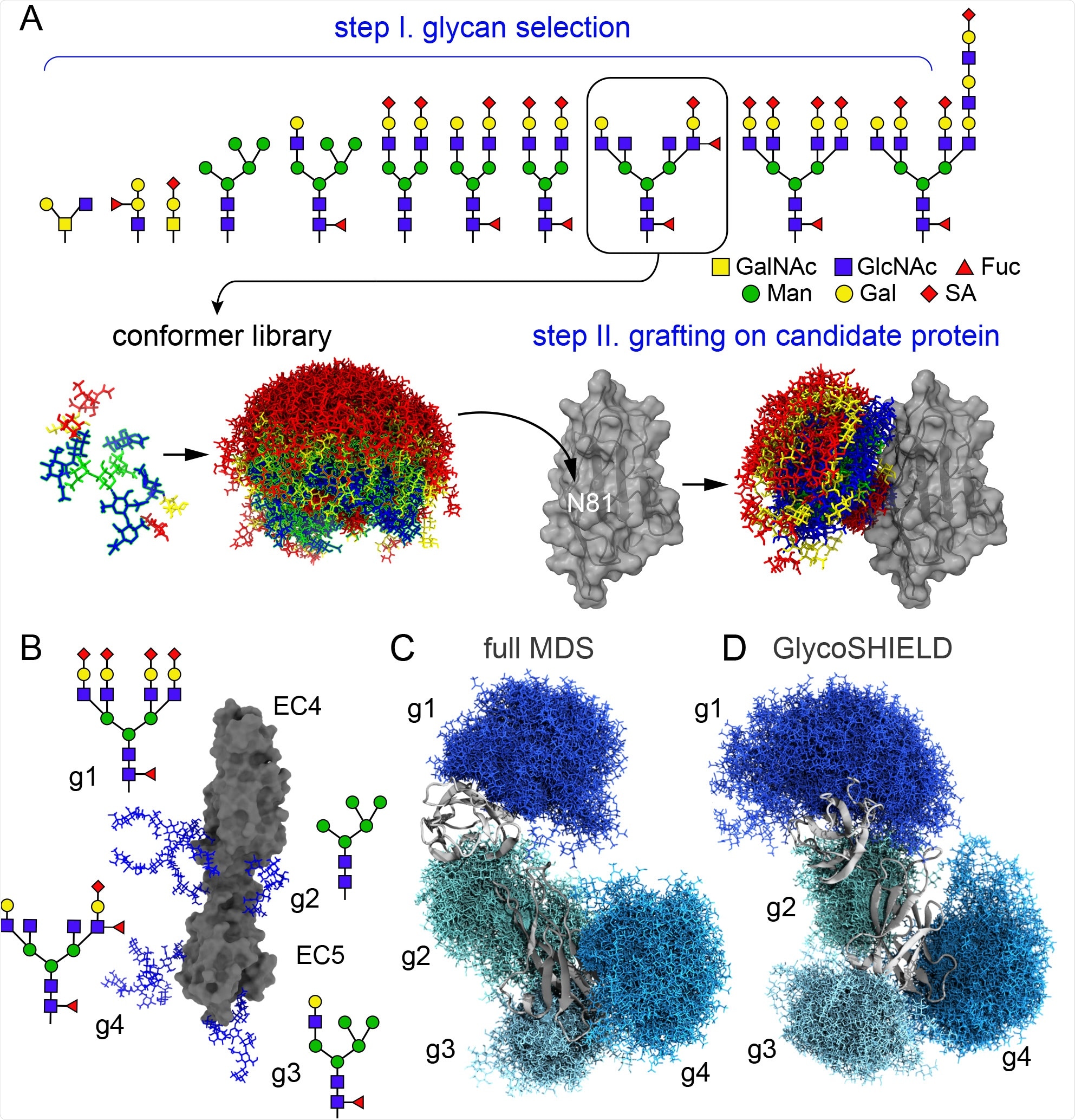 GlycoSHIELD generates realistic glycan shields A) Overview of the pipeline: user provides a 3D protein structure with defined glycosites where glycans from the library of conformers not clashing with the protein are grafted and exported for visualization and analysis (GalNac: N-Acetylgalactosamine, GlcNac: N-Acetylglucosamine, Fuc: fucose, Man: mannose, Gal: galactose, SA: sialic acid). B) Structure of N-cadherin EC4-EC5 model system with four distinct N-glycans as indicated at each glycosylation site (g1-g4). C) -D) Glycan conformers generated by full MDS (C) or with GlycoSHIELD (D) after alignment on EC4-EC5. Note the comparable morphology and span of the glycan shields obtained by the two approaches.