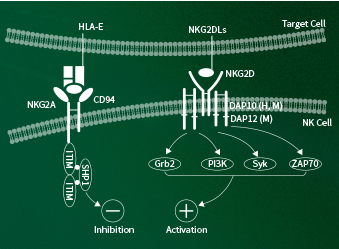 NKG2 ligands for immune checkpoint modulator research