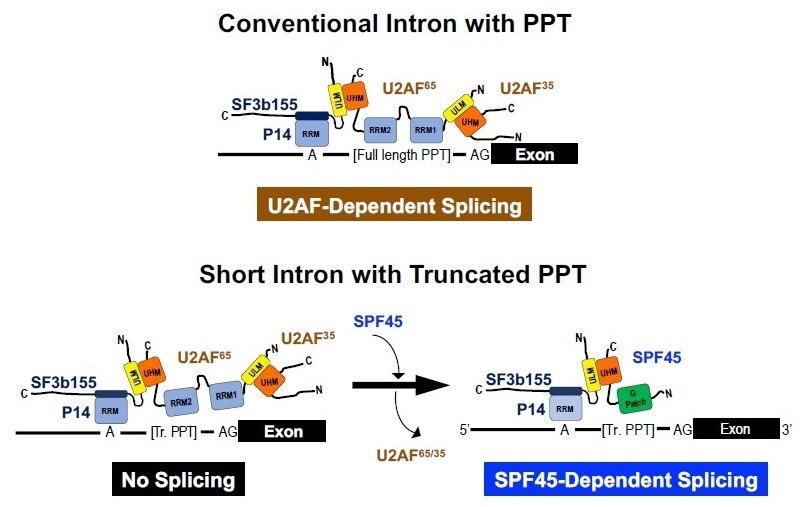 Study uncovers a subset of human short introns spliced out by a distinct mechanism