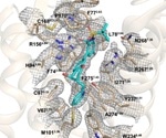 Researchers determine the structure of receptor involved in type 2 diabetes and other pathologies
