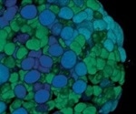 Olympus Announces First Organoid Conference to Support Stem Cell Research
