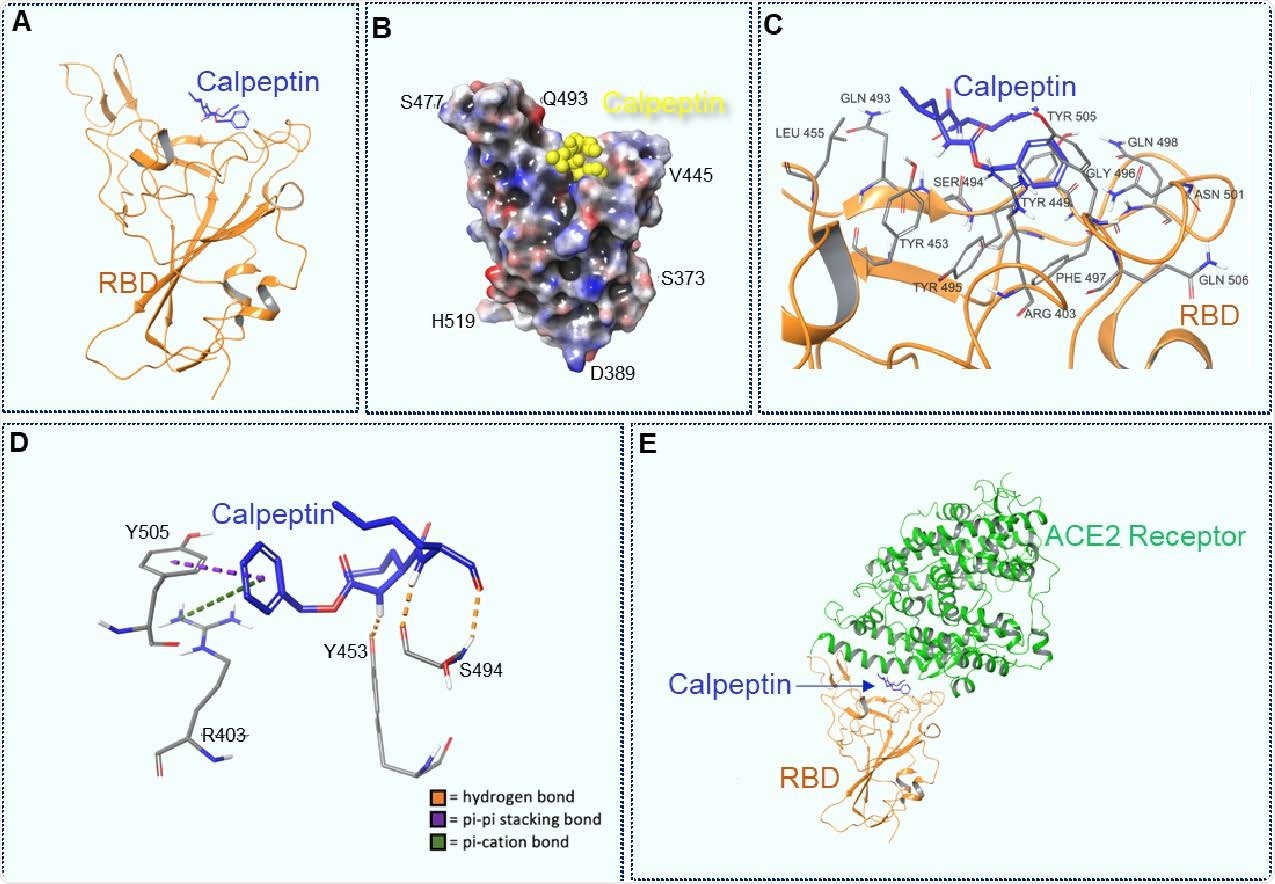 Docking of Calpeptin to the wild type RBD, using a modified PDB 6M0J structure. A. Calpeptin docked to the RBD. B. 3D view of Calpeptin docked to RBD. Molecular surface colored according to residue electrostatic potential. Calpeptin shown in yellow. C. Calpeptin’s interactions with critical residues within the RBD. D Types of interaction between Calpeptin and RBD. Hydrogen bonds are shown in orange, pi-pi stacking bons are shown in purple and pi-cation bonds are shown in green E. Calpeptin docked within the RBD-ACE2 connective interface.