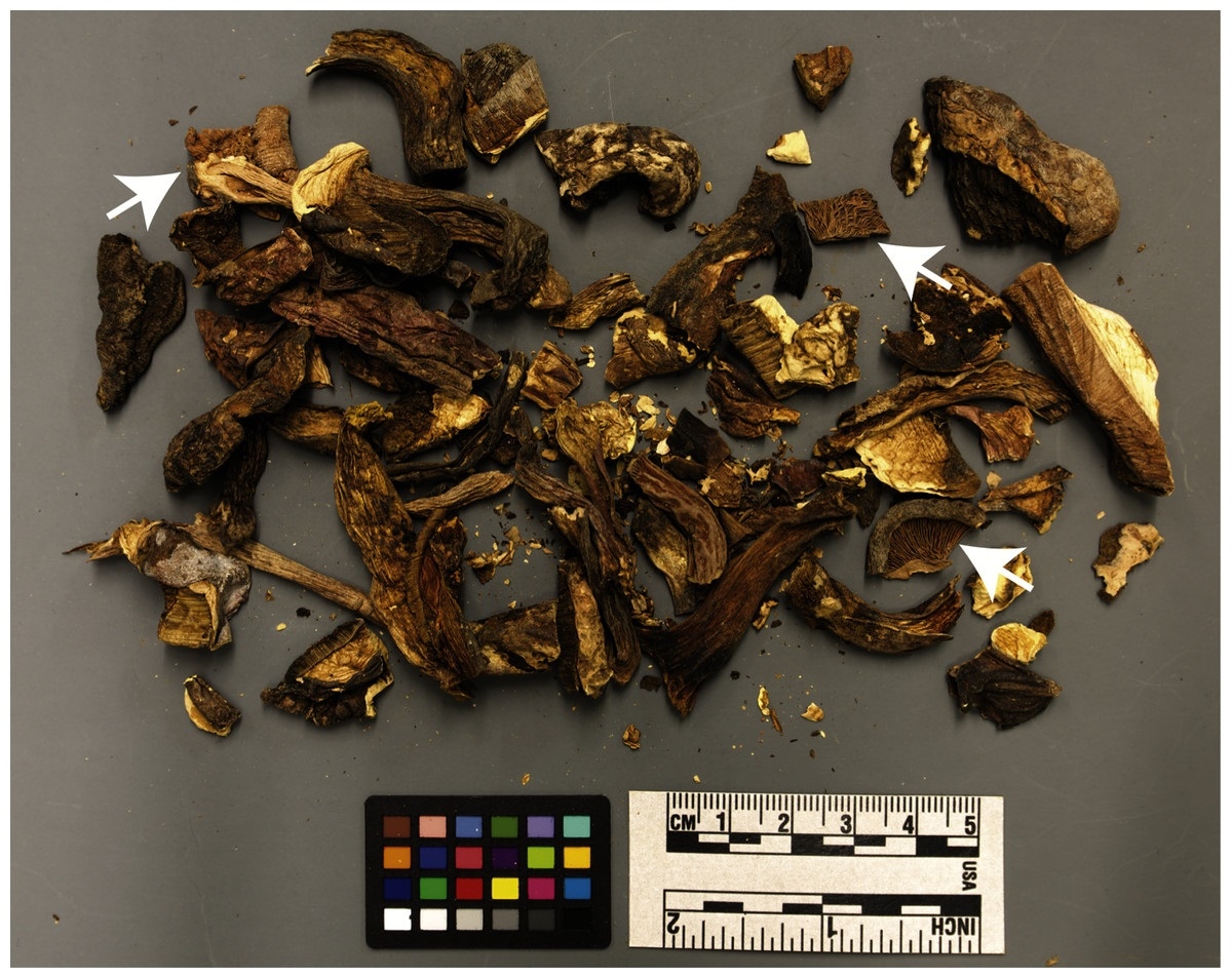 Arrows indicate gilled mushroom fragments. Image courtesy of Natural History Museum of Utah (UMNH), UT-M0001397.