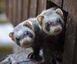 Scientists assess SARS-CoV-2 mutants in ferret hosts