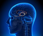 The Limbic System and Long-Term Memory
