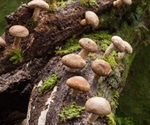 Food products labeled as containing “wild mushrooms” often misleading