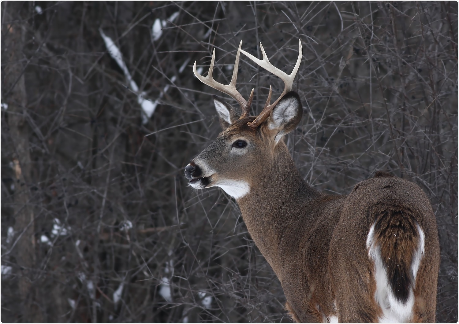 Study: Infection and transmission of SARS-CoV-2 and its alpha variant in pregnant white-tailed deer. Image Credit: Jim Cumming / Shutterstock