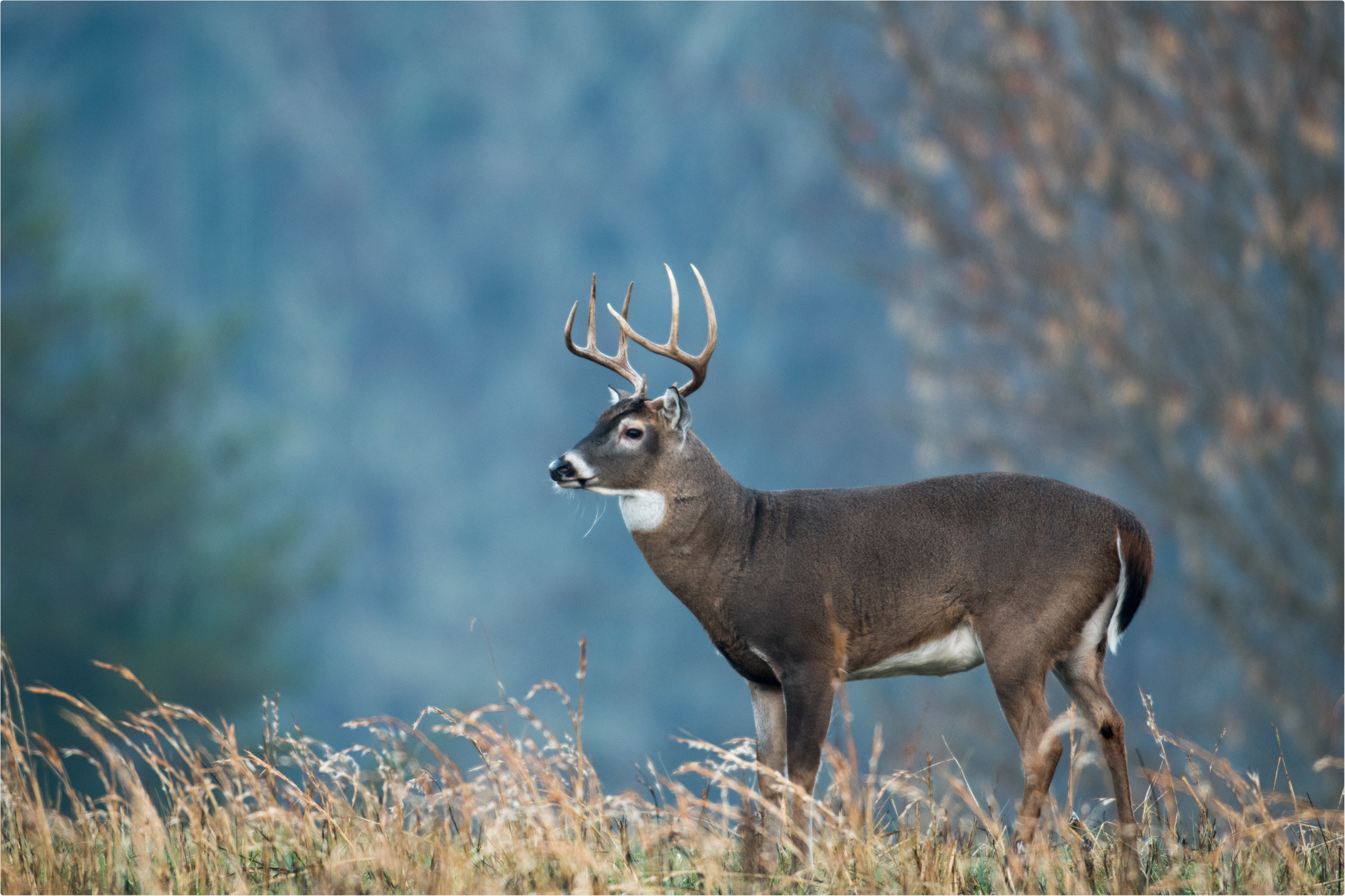 Study: SARS-CoV-2 exposure in wild white-tailed deer (Odocoileus virginianus). Image Credit: Tony Campbell / Shutterstock