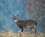 Oh deer! Antibodies to SARS-CoV-2 detected in 40% of wild white-tailed deer in four U.S. states