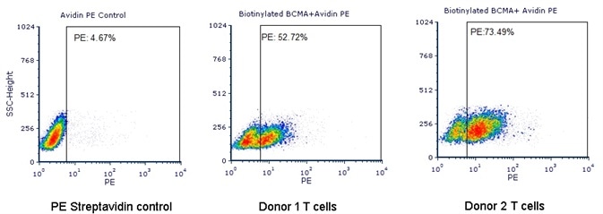 Human T cells were transfected with anti-BCMA CAR and cultured for 3 days. Three days post-transfection, 1e6 cells were first incubated with 50 µl biotinylated human BCMA protein (Cat. No. BC7-H82F0, 8 µg/mL), washed and then stained with PE Streptavidin and analyzed by flow cytometry. (Data are kindly provided by PREGENE Biopharma).