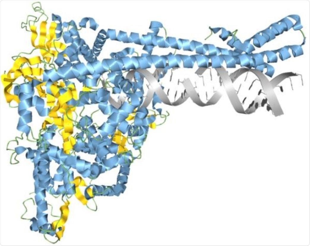 SARS-CoV-2 RNA synthesis complex modeled in Aquaria.  Image credit: Garvan Institute of Medical Research