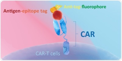 Evaluating CAR expression with biotinylated, fluorescence-labeled, and unconjugated proteins