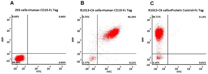 293 cells were transfected with FMC63-scFv and RFP tag. 2e5 of the cells were first stained with B. Human CD19 (20-291) Protein, Fc Tag, low endotoxin (Super affinity) (Cat. No. CD9-H5251, 3 µg/ml) and C. Human Fc Tag Protein Control, followed by FITC-conjugated Anti-human IgG Fc Antibody. A. Non-transfected 293 cells and C. Human Fc Tag Protein Control were used as negative control. RFP was used to evaluate CAR (anti-CD19-scFv) expression and FITC was used to evaluate the binding activity of Human CD19 (20-291) Protein, Fc Tag, low endotoxin (Super affinity) (Cat. No. CD9-H5251).