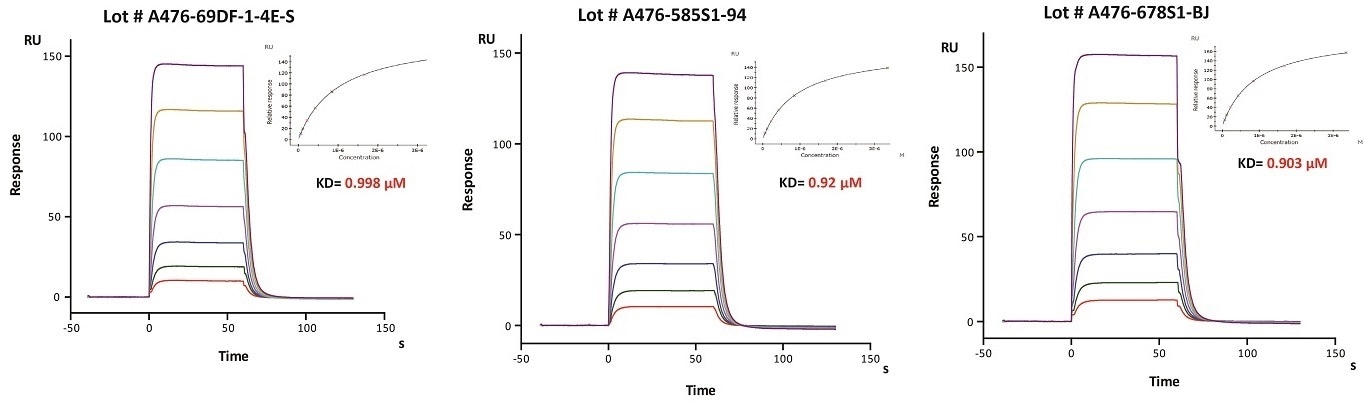 Immobilized Herceptin on CM5 Chip can bind Human FcRn / FCGRT & B2M Heterodimer Protein (Cat. No. FCM-H5286) with an affinity constant of about 0.9 μM as determined in SPR assay (Biacore 8K). The result shows that the batch variation among the tested different lots is negligible.