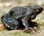 Researchers use amphibian foam to deliver drugs for the first time