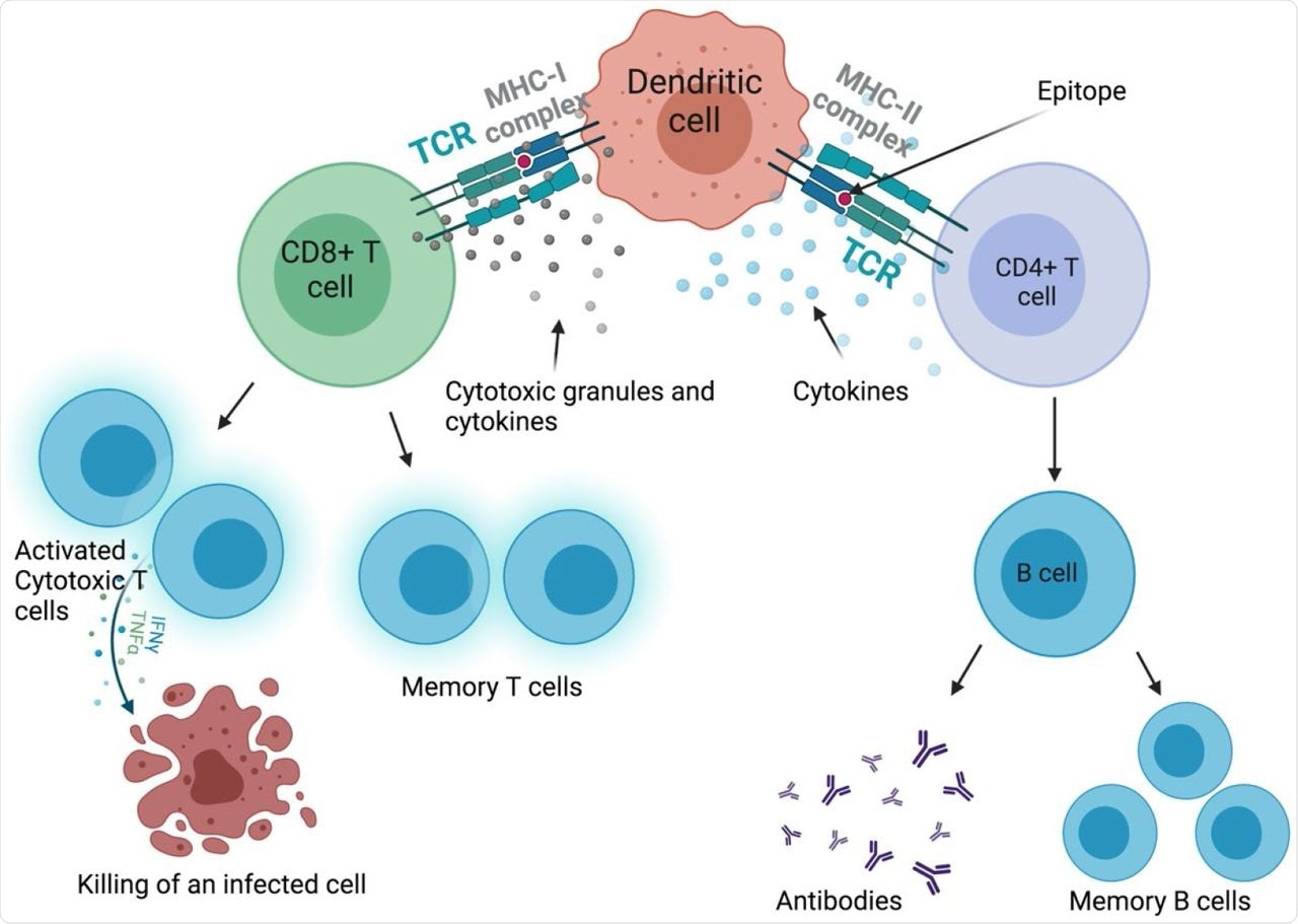 CD4+ and CD8+ T cell activation and response. Interaction between MHC molecules and T cell receptors (TCR) on T cells trigger the activation of CD4+ and CD8+ T cells that lead to the production of memory T and B cells. Cytokines and cytotoxic granules are released in response to a stimulus. The figure was created with BioRender.com.