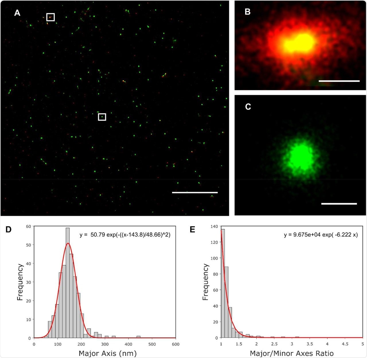 Super-resolution imaging and size analysis of SARS-CoV-2 virus particles. A) A representative super-resolution image of SARS-CoV-2 virions dual-labelled with anti-spike and anti-nucleoprotein (N) primary antibodies and secondary antibodies labelled with Alexa647 (red) and Alexa546 (green) respectively. Scale bar 10 µm. B&C) Zoomed images of individual SARS-CoV-2 particles (highlighted in the white boxes in A). Scale bar 100 nm. D) Super-resolution localisations in the green channel (labelling the N protein) were clustered and each cluster fitted with an ellipse to extract particle dimensions. A histogram of the major axis lengths fitted with a Gaussian function shows that virions fall into a single population, centred at 143.8nm. E) Histogram of the major/minor axis ratio shows a single distribution.