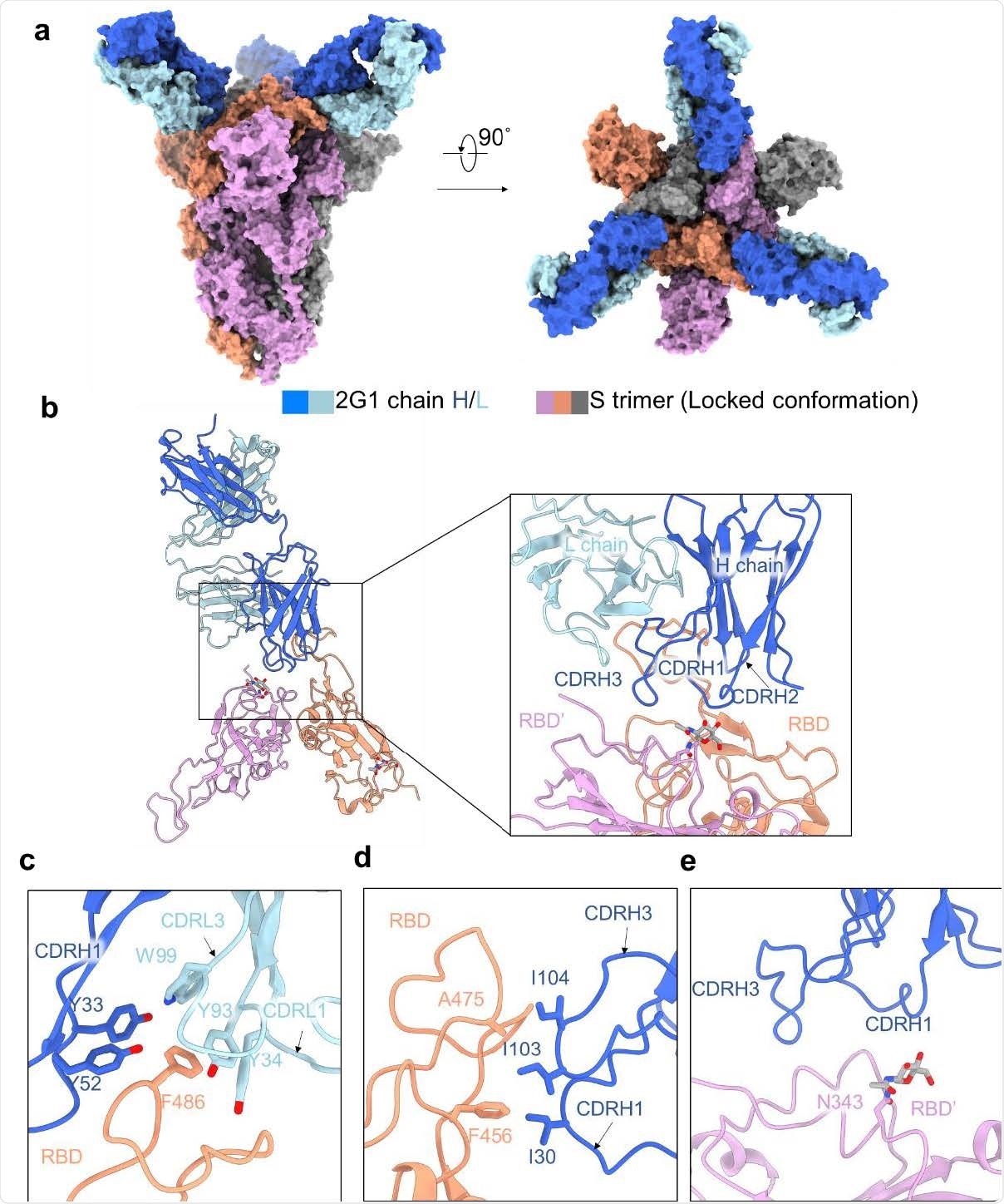 Cryo-EM structure of 2G1 and the complex with WA1/2020 S protein. a, The domain-colored cryo-EM map of SARS-CoV-2 S ectodomain trimer and 2G1 Fab fragments complex is shown, viewed along two perpendicular orientations. The heavy and light chains of 2G1 are colored blue and cyan, respectively. b, The three protomer of trimeric S protein are colored grey, orange and pink. c-e, The binding interface between 2G1 and RBD and adjacent RBD’. RBD and 2G1 interact each other mainly through hydrophobic interactions (c and d). 2G1 heavy chain (CDRH3 and CDRH1) lie above the adjacent RBD’ (e)