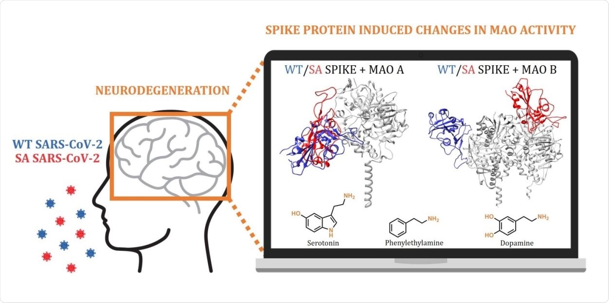 Docking and molecular dynamic simulations highlight the possibility that the interference with the brain monoamine oxidase (MAO) catalytic activity is responsible for the increased neurodegenerative illnesses following a COVID‐19 infection.