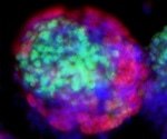Scientists create a novel cell model for understanding human development