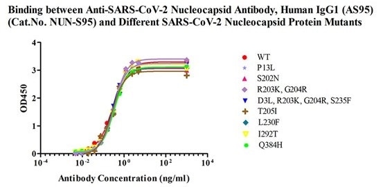 Anti-SARS-CoV-2 Nucleocapsid Antibody, Human IgG1 (Cat. No. NUN-S95) (Detection antibody) can bind multiple nucleocapsid protein variants with a high affinity comparable with the WT N protein (Cat. No. NUN-C5227).